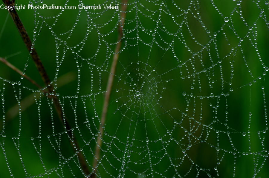 Insect, Spider Web, Field, Grass, Grassland, Plant, Blossom
