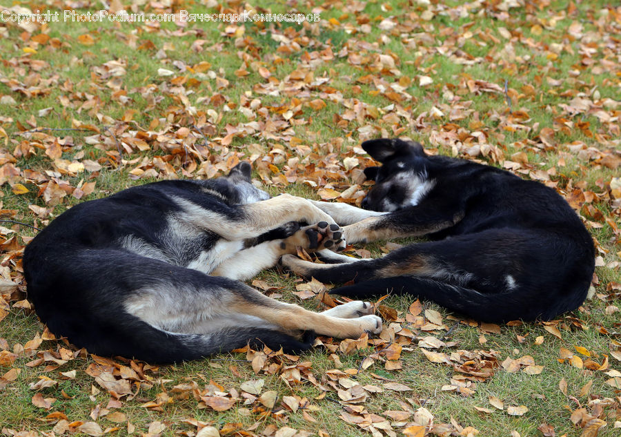 Animal, Canine, Dog, German Shepherd, Mammal, Pet, Bear