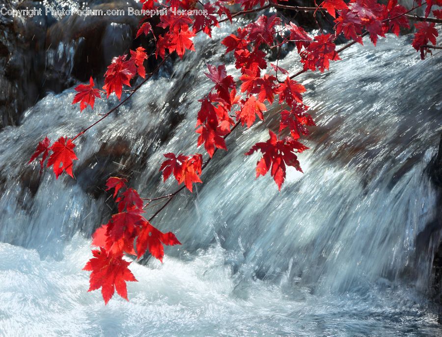 Maple, Tree, Wood, Maple Leaf, Plant, Blossom, Flora