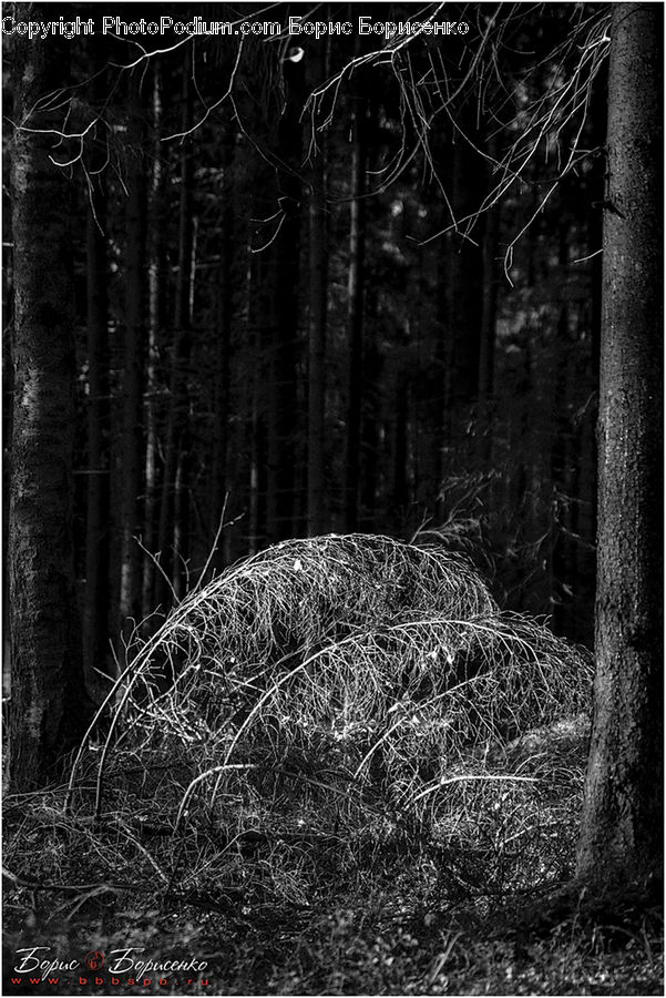 Forest, Vegetation, Grove, Land, Plant, Tree, Outdoors