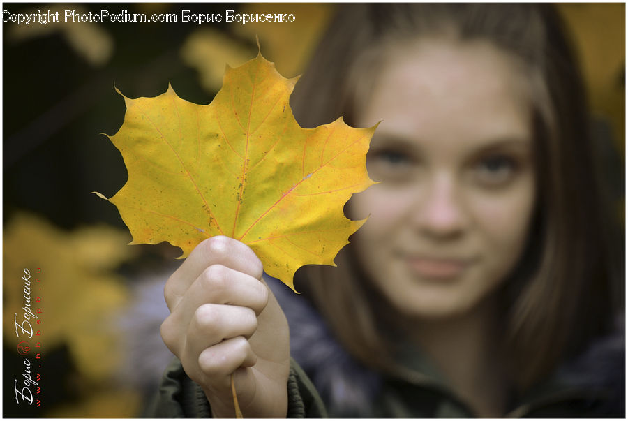Human, People, Person, Maple, Maple Leaf, Plant, Veins