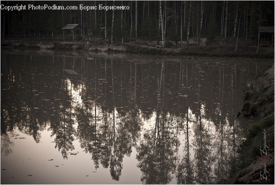 Cabin, Hut, Rural, Shack, Shelter, Forest, Vegetation