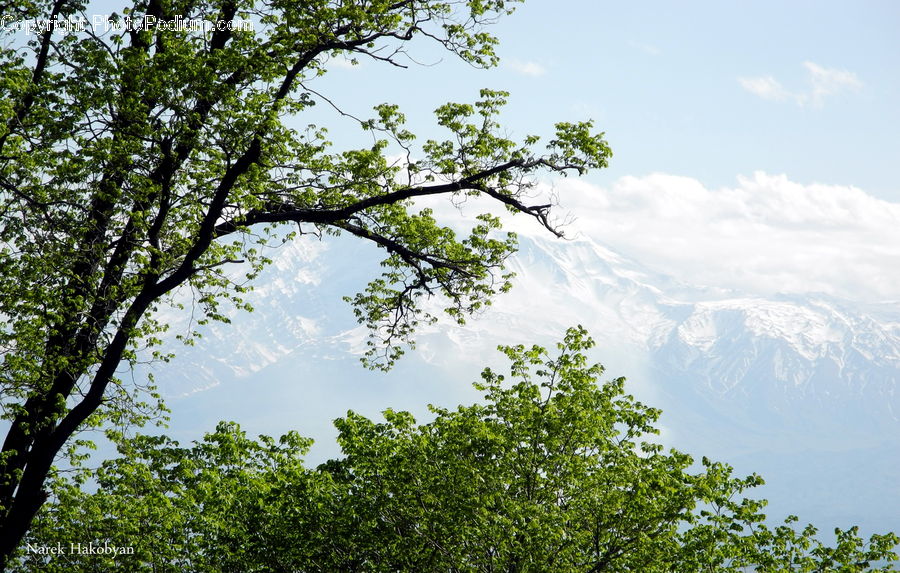 Plant, Vegetation, Conifer, Fir, Tree, Bush, Landscape