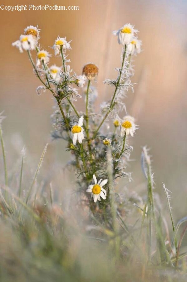 Flora, Flower, Plant, Thistle, Weed, Aster, Blossom