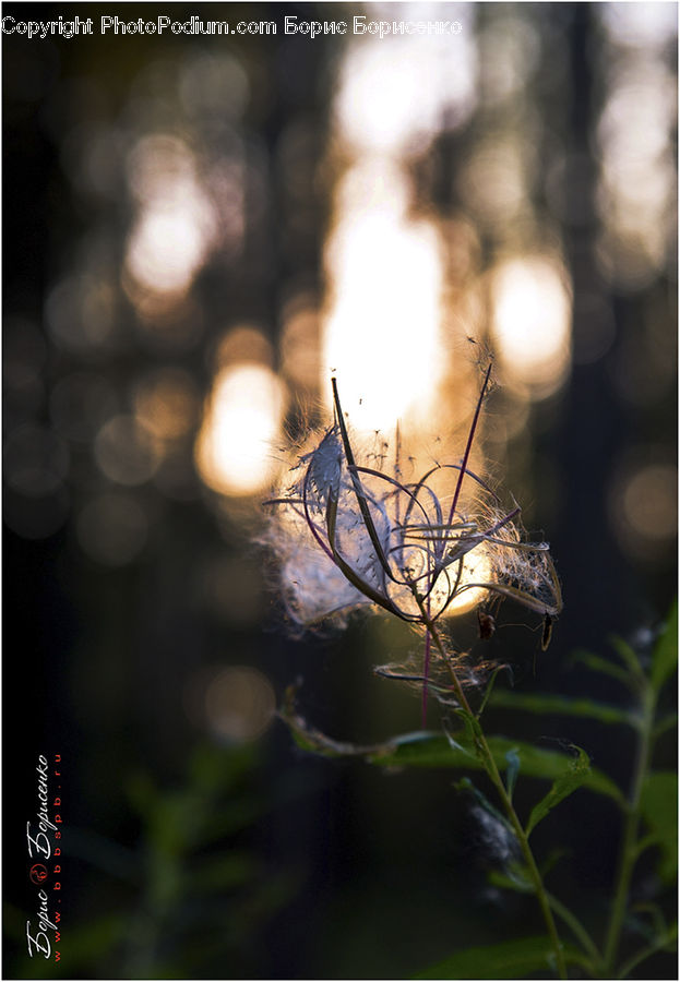 Arachnid, Garden Spider, Insect, Invertebrate, Spider, Conifer, Fir