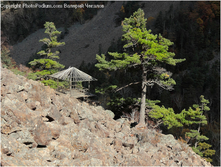 Landslide, Conifer, Fir, Plant, Tree, Larch, Wood