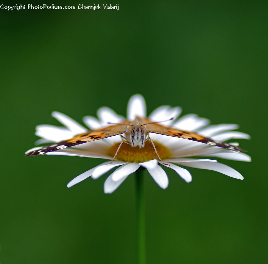 Anisoptera, Dragonfly, Insect, Invertebrate, Butterfly, Bee, Blossom