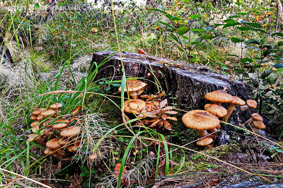 Agaric, Amanita, Fungus, Mushroom, Plant, Blossom, Flora