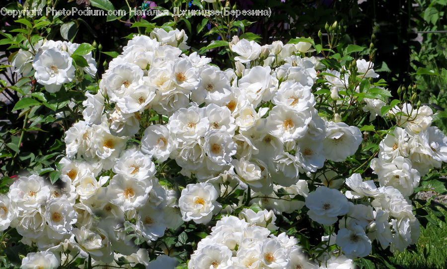 Blossom, Flora, Flower, Plant, Peony, Tulip, Flower Arrangement