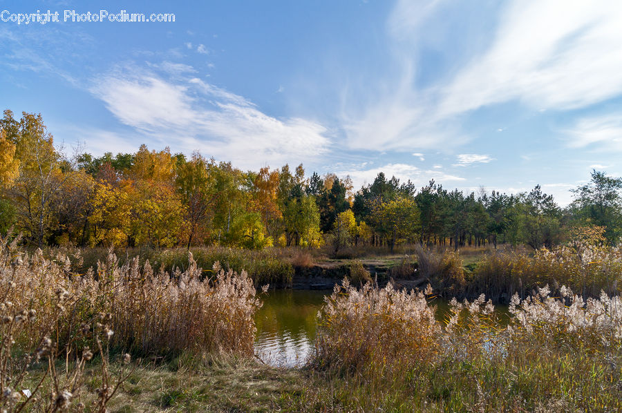 Land, Marsh, Outdoors, Swamp, Water, Field, Grass
