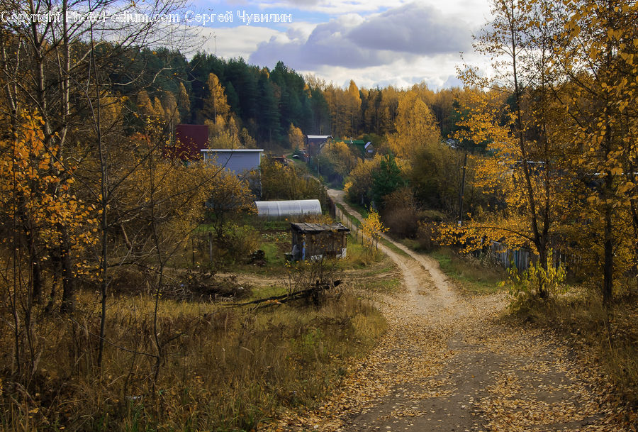 Dirt Road, Gravel, Road, Countryside, Outdoors, Conifer, Fir