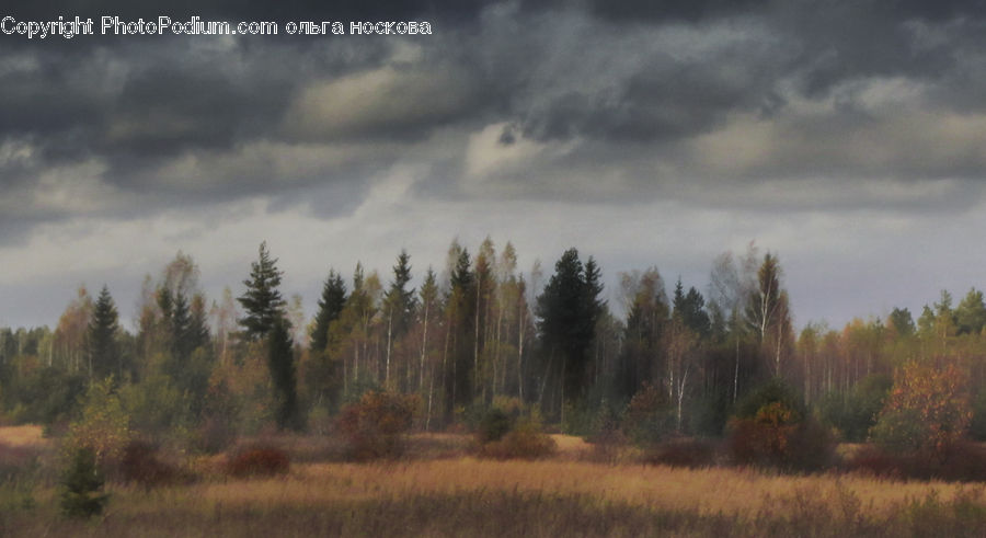 Field, Grass, Grassland, Land, Outdoors, Conifer, Fir