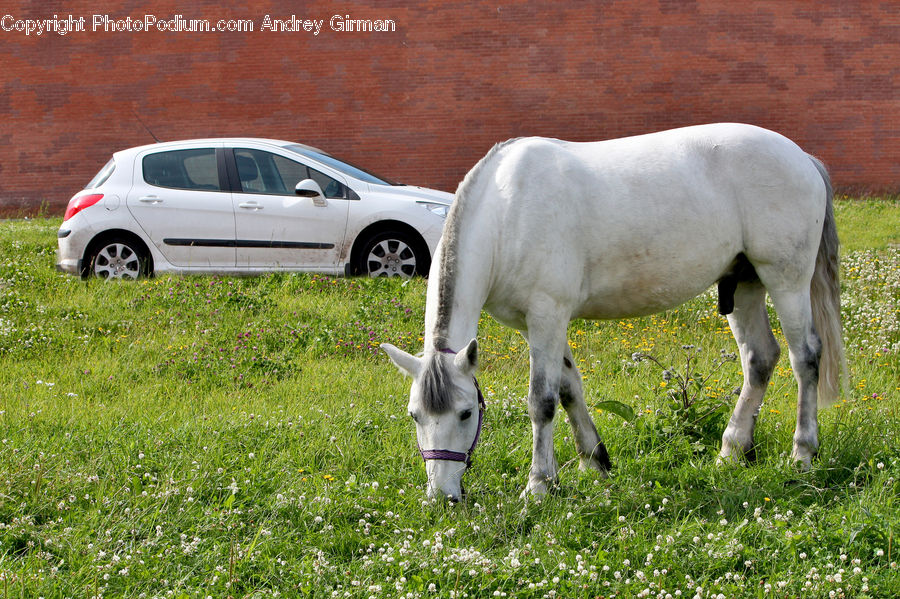 Automobile, Car, Vehicle, Animal, Colt Horse, Foal, Horse