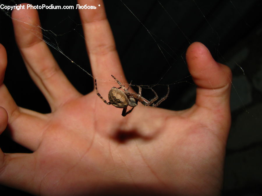 People, Person, Human, Arachnid, Garden Spider, Insect, Invertebrate