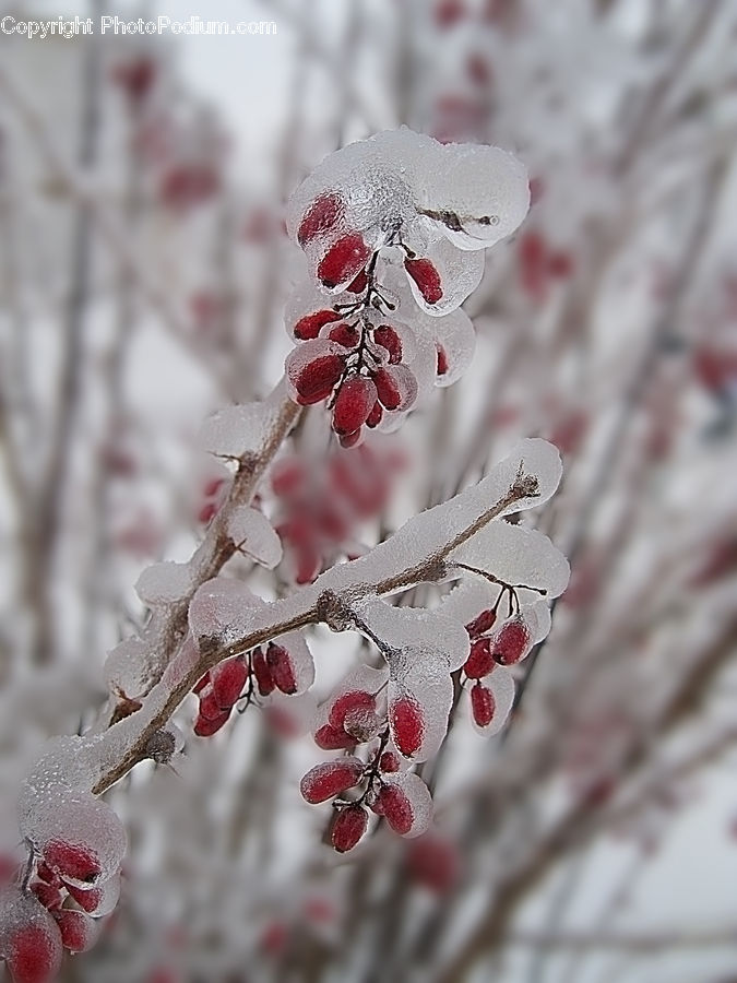 Frost, Ice, Outdoors, Snow, Blossom, Flora, Flower