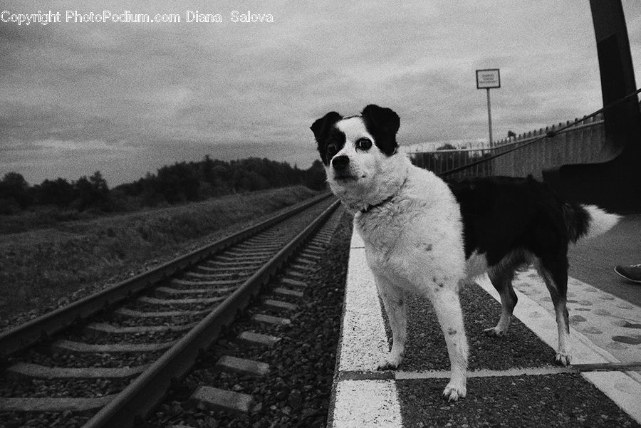 Animal, Canine, Collie, Dog, Mammal, Pet, Adorable