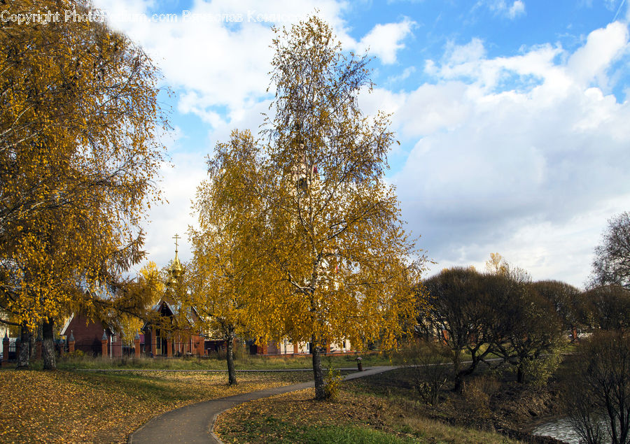 Dirt Road, Gravel, Road, Park, Conifer, Fir, Plant