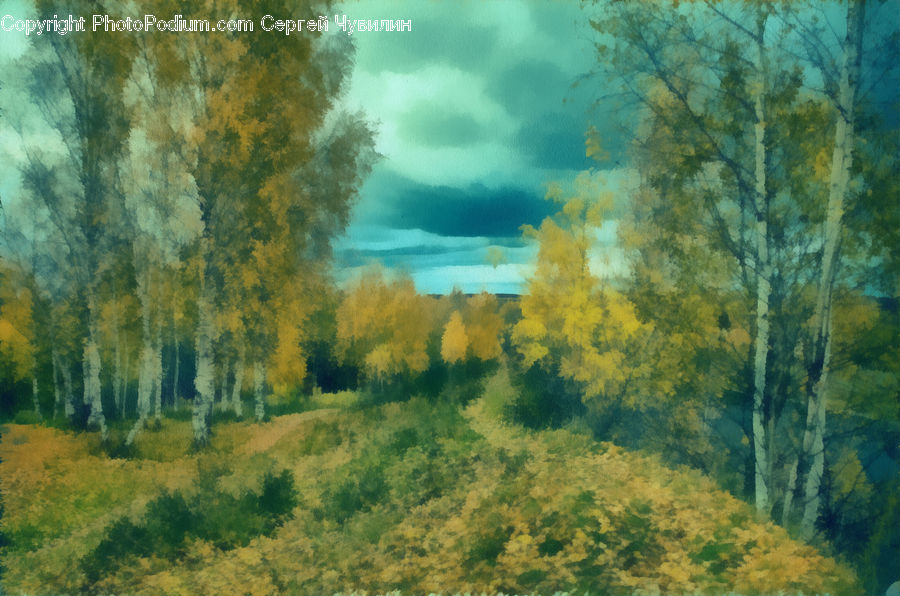 Conifer, Fir, Plant, Tree, Dirt Road