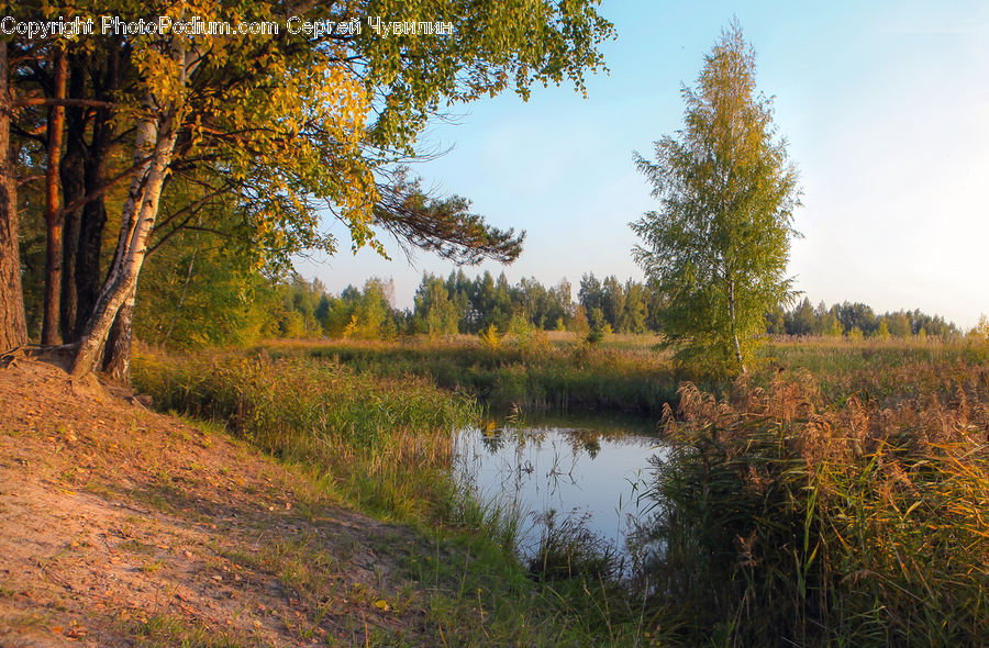 Forest, Grove, Land, Vegetation, Birch, Tree, Wood