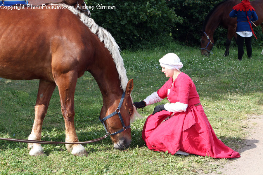 People, Person, Human, Animal, Colt Horse, Foal, Horse