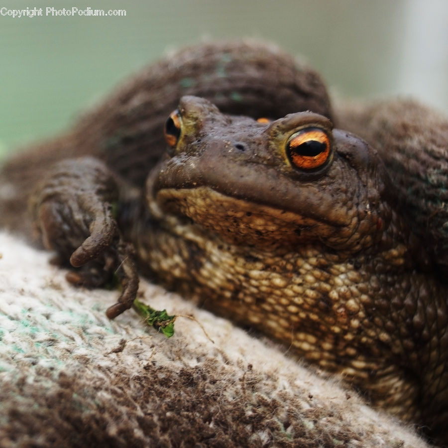 Amphibian, Frog, Wildlife, Eating