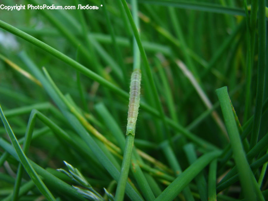Field, Grass, Grassland, Plant, Conifer, Fir, Tree