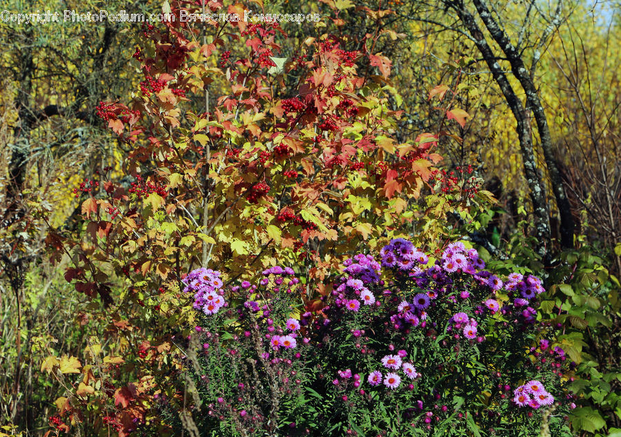 Blossom, Flora, Flower, Plant, Bush, Vegetation, Geranium