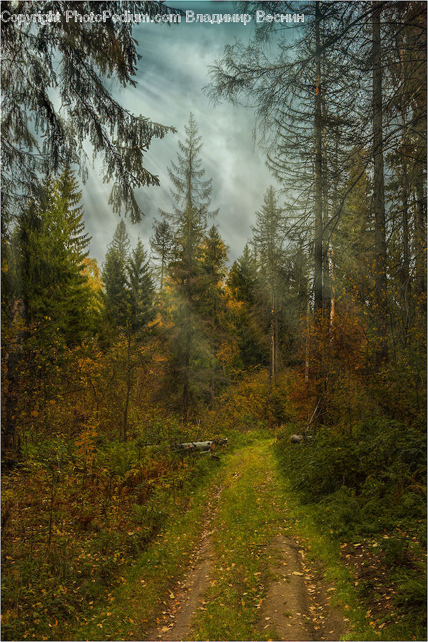 Dirt Road, Gravel, Road, Conifer, Fir, Plant, Tree