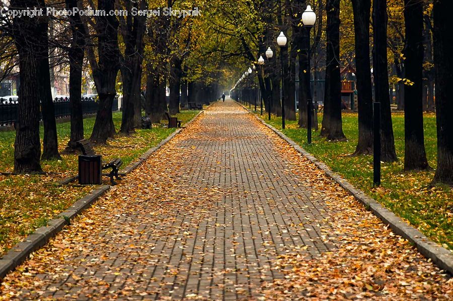 Path, Road, Walkway, Bench, Fir, Forest, Grove