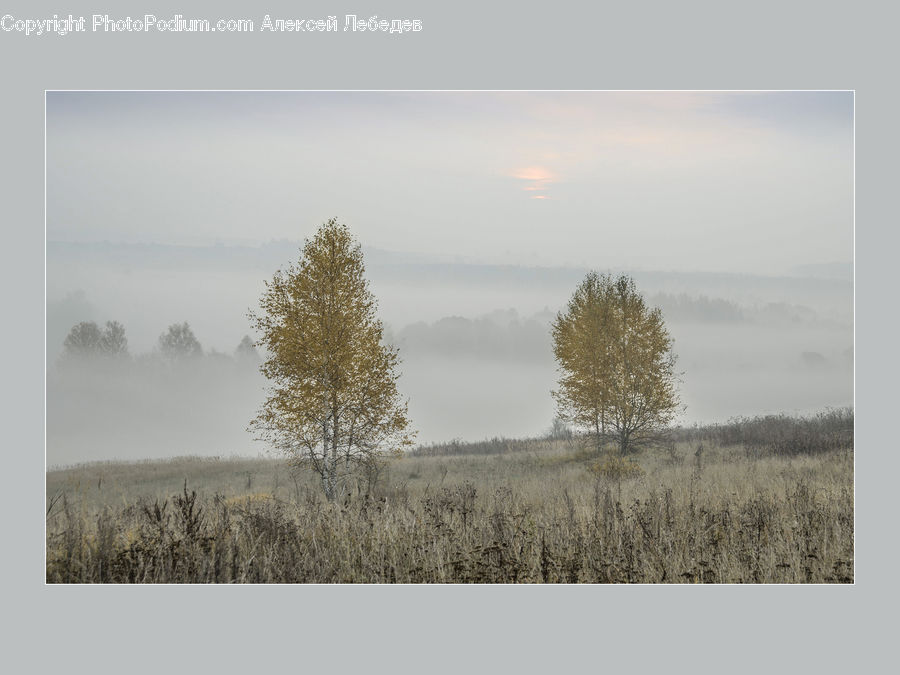 Field, Grass, Grassland, Land, Outdoors, Fog, Plant