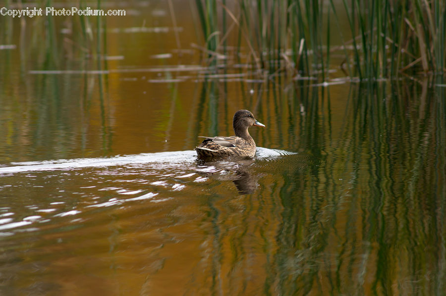 Bird, Waterfowl, Goose, Duck, Teal, Outdoors, Pond