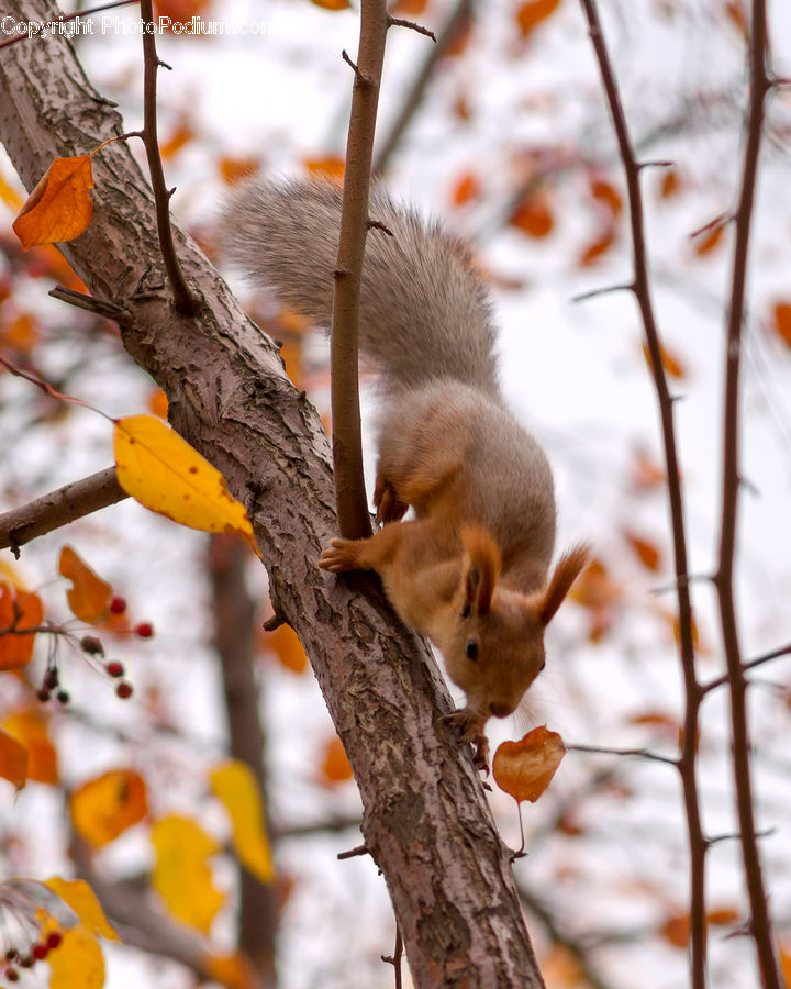 Animal, Mammal, Rodent, Squirrel, Birch, Tree, Wood