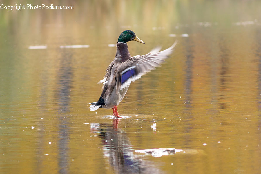 Bird, Duck, Mallard, Waterfowl, Teal, Blue Jay, Bluebird