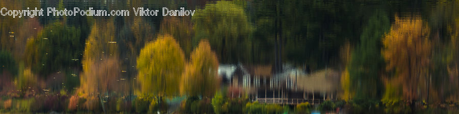 Conifer, Fir, Plant, Tree, Outdoors, Pond, Water