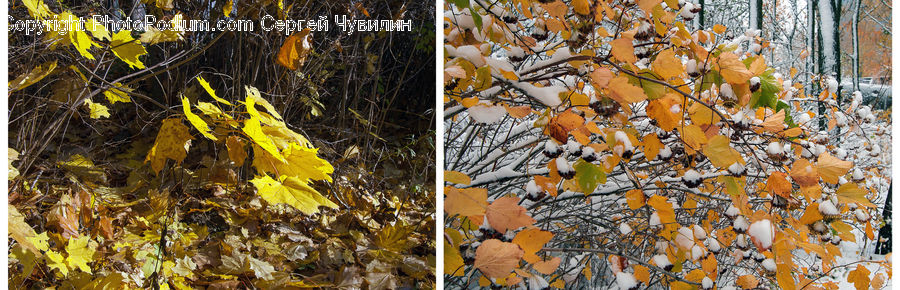 Ice, Outdoors, Snow, Conifer, Fir, Plant, Tree