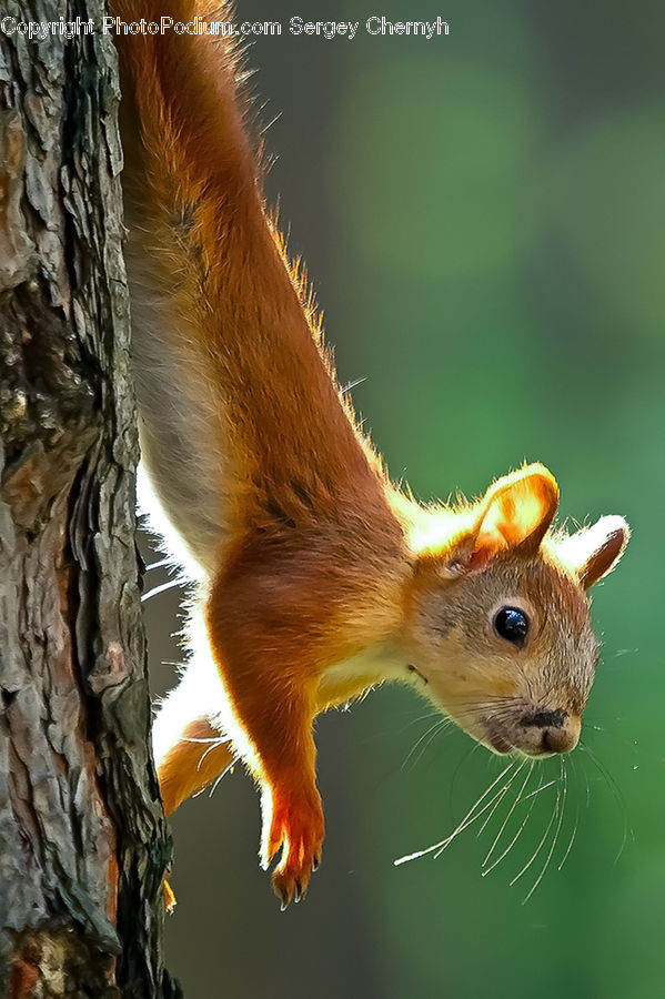 Animal, Mammal, Rodent, Squirrel, Flare, Light, Sunlight