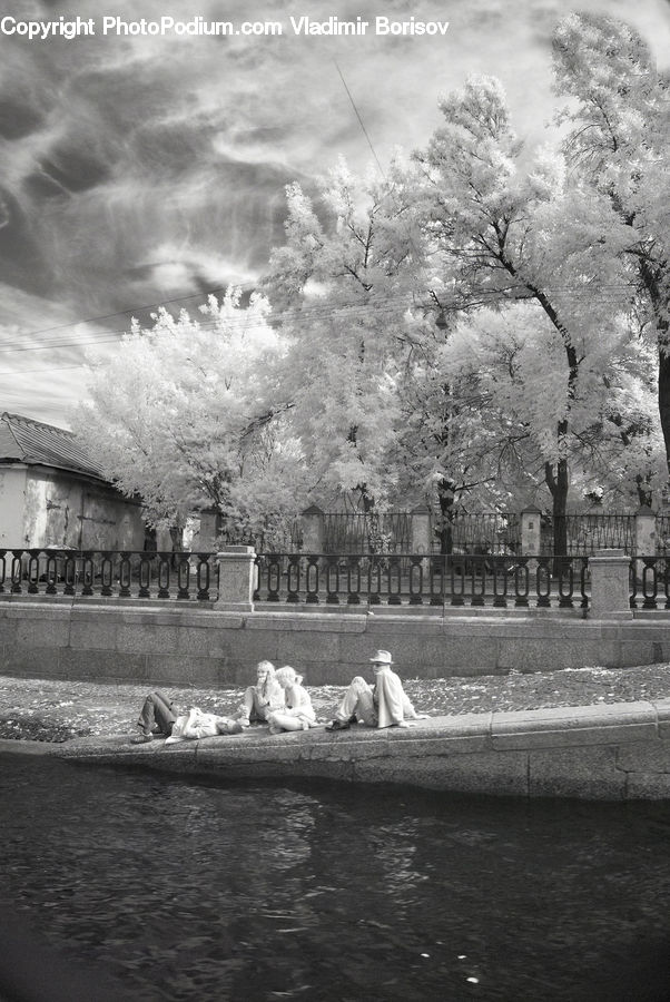Blossom, Flora, Flower, Plant, Water, Park, Tree