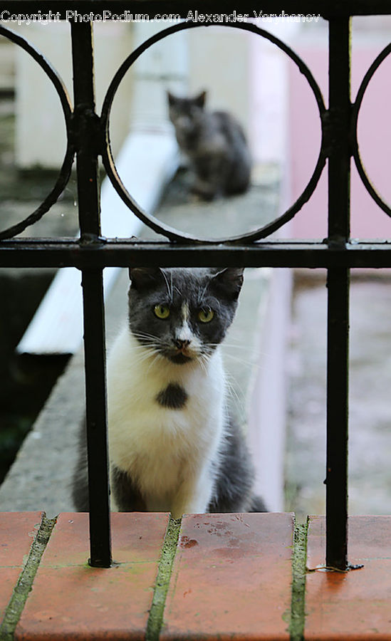 Animal, Mammal, Rodent, Squirrel, Railing, Cat, Manx