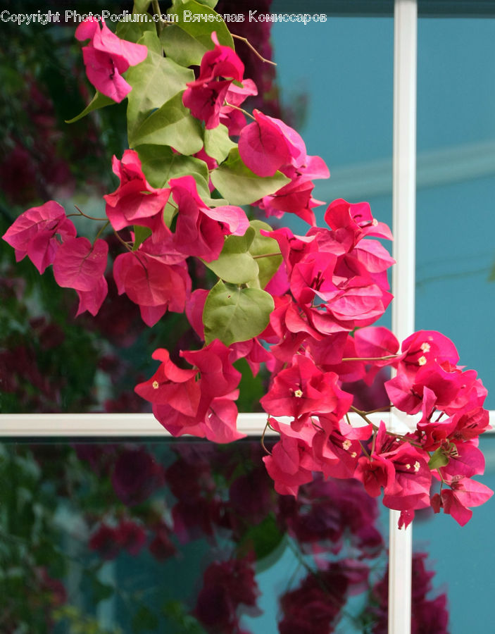 Blossom, Flora, Flower, Geranium, Plant, Gladiolus, Potted Plant