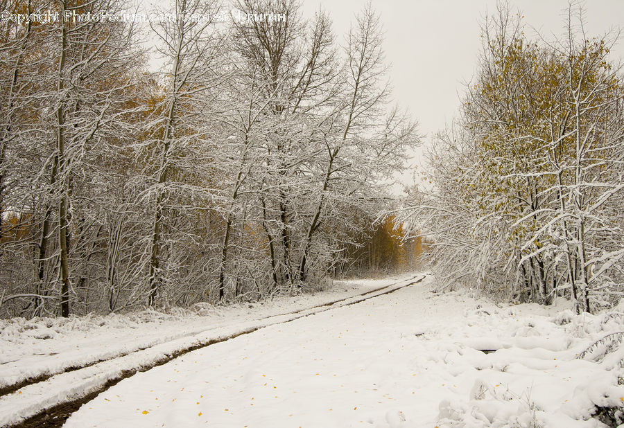 Dirt Road, Gravel, Road, Landscape, Nature, Scenery, Forest