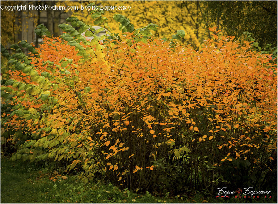 Blossom, Flora, Flower, Plant, Produce, Vegetable, Fern