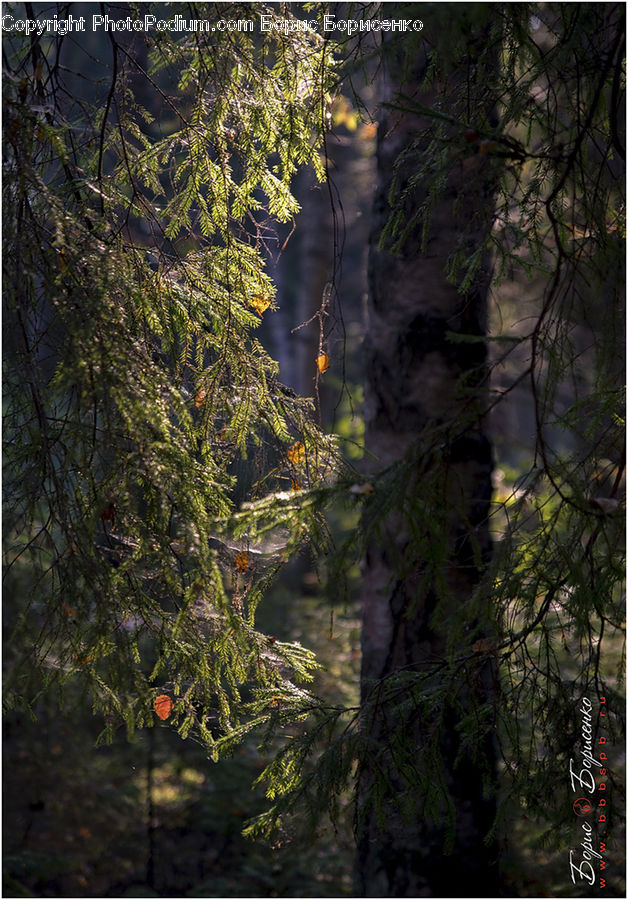 Conifer, Fir, Plant, Tree, Forest, Jungle, Rainforest