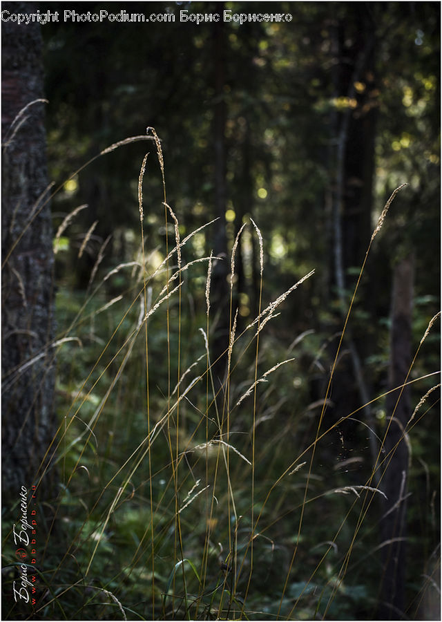 Field, Grass, Grassland, Plant, Conifer, Fir, Tree