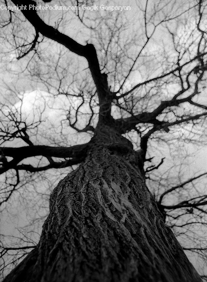 Oak, Tree, Wood, Plant