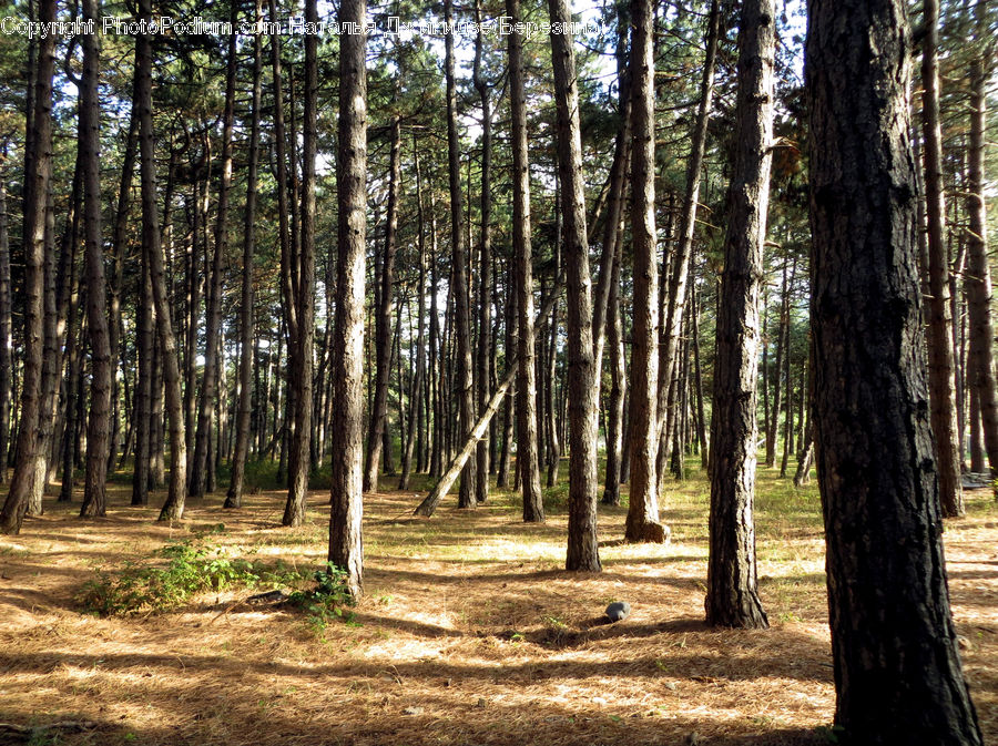 Forest, Vegetation, Grove, Land, Birch, Tree, Wood