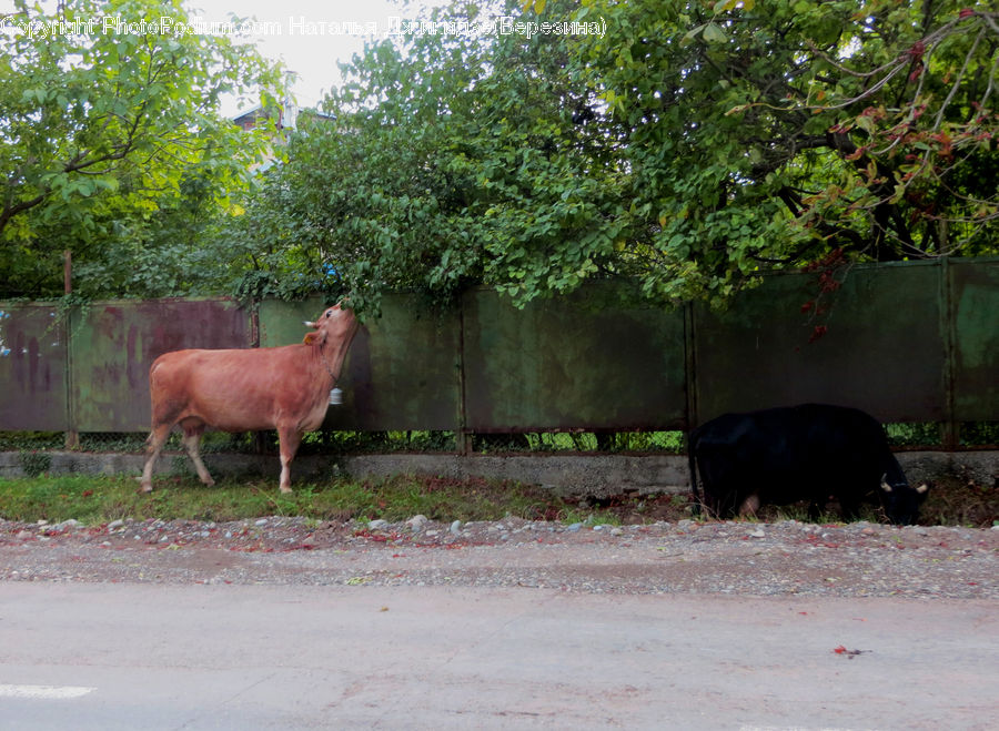 Animal, Bear, Black Bear, Mammal, Cattle, Cow, Dairy Cow