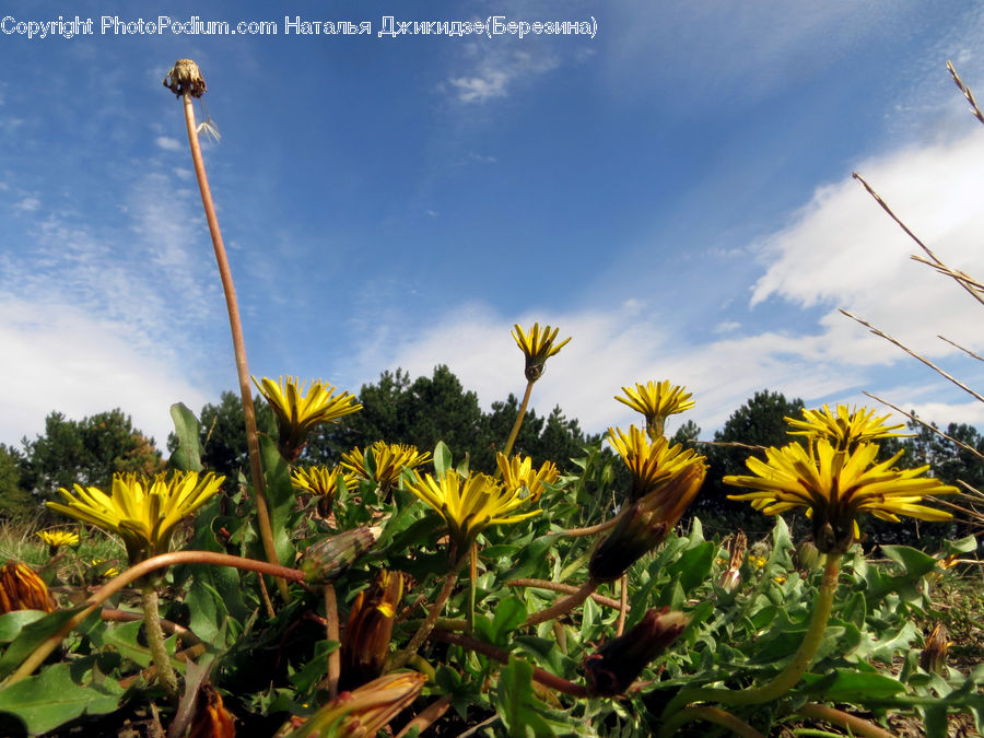 Blossom, Flora, Flower, Plant, Sunflower, Apidae, Bee
