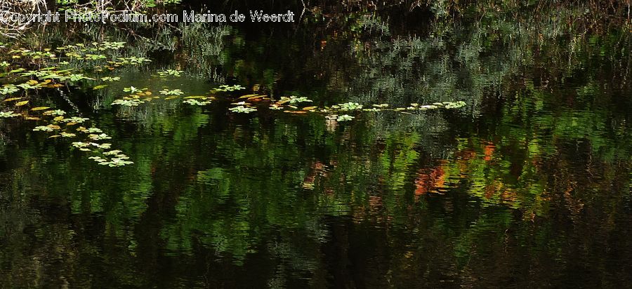 Outdoors, Pond, Water, Forest, Vegetation, Blossom, Flora