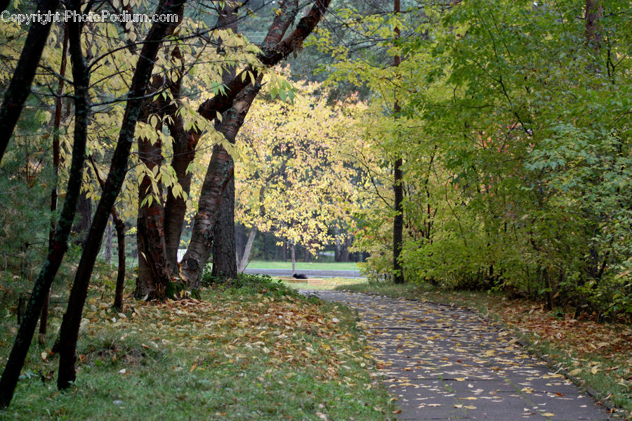 People, Person, Human, Oak, Tree, Wood, Ivy
