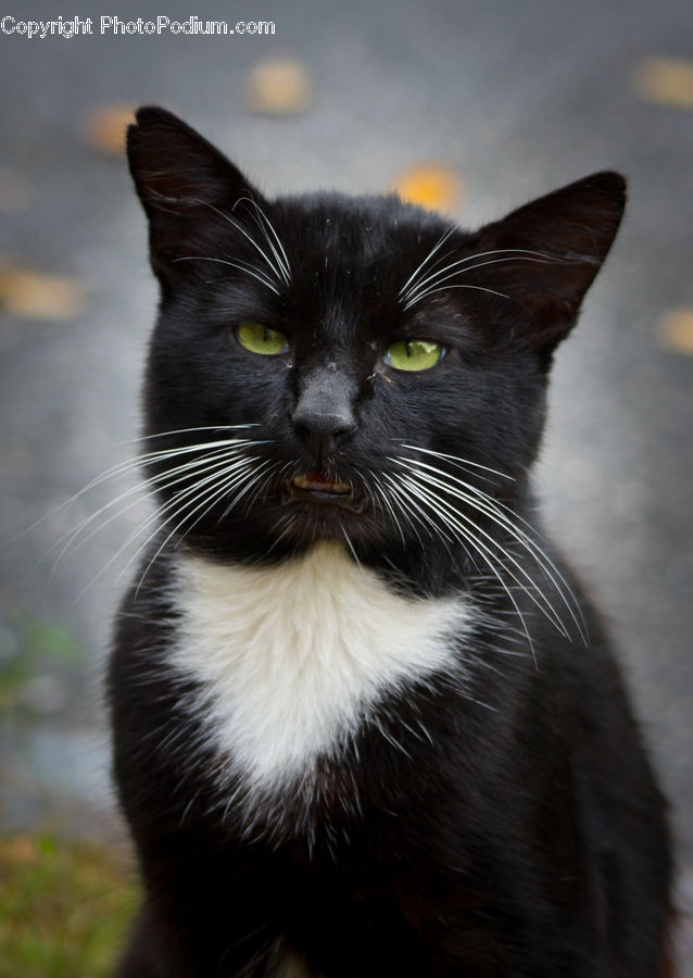 Animal, Black Cat, Cat, Mammal, Pet, Manx